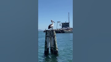 Thumbnail of Lovely Day 🧜‍♀️ #pelican #shorts #mermaid #pelicans #billwithers