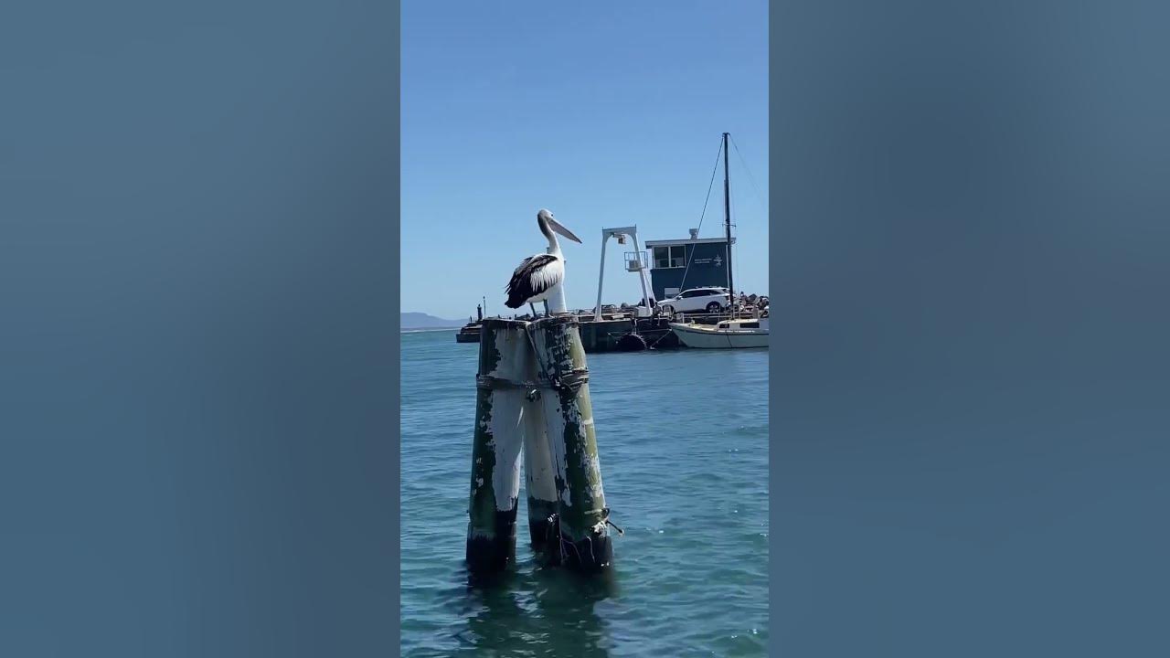 Lovely Day 🧜‍♀️ #pelican #shorts #mermaid #pelicans #billwithers