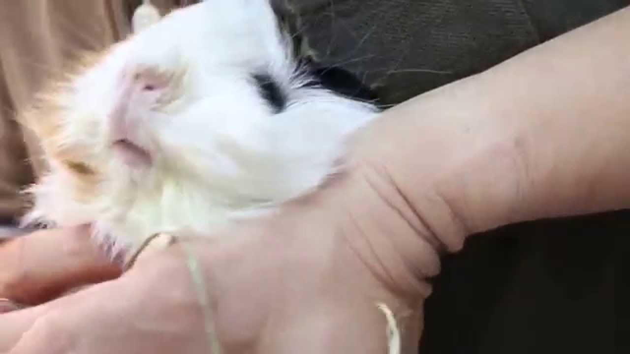 The guinea pig has pneumonia Pt 2 YouTube