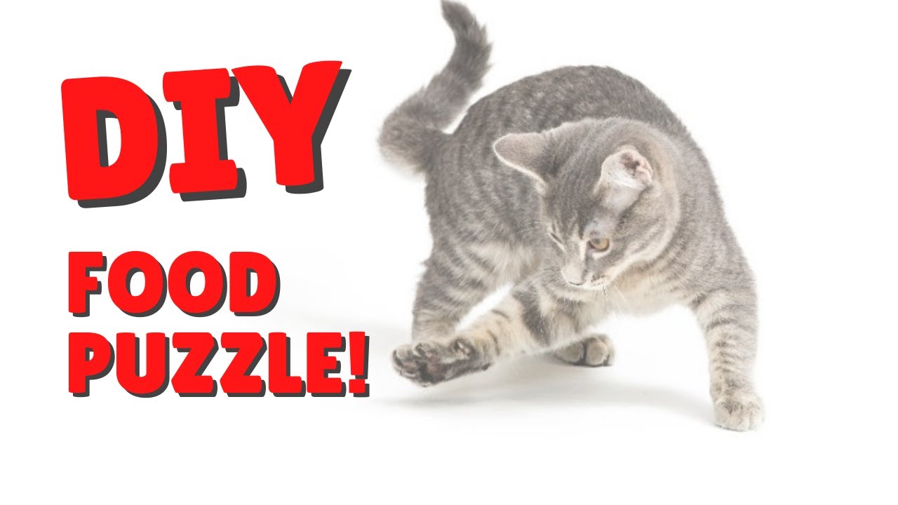 How to make a homemade food puzzle for your cat