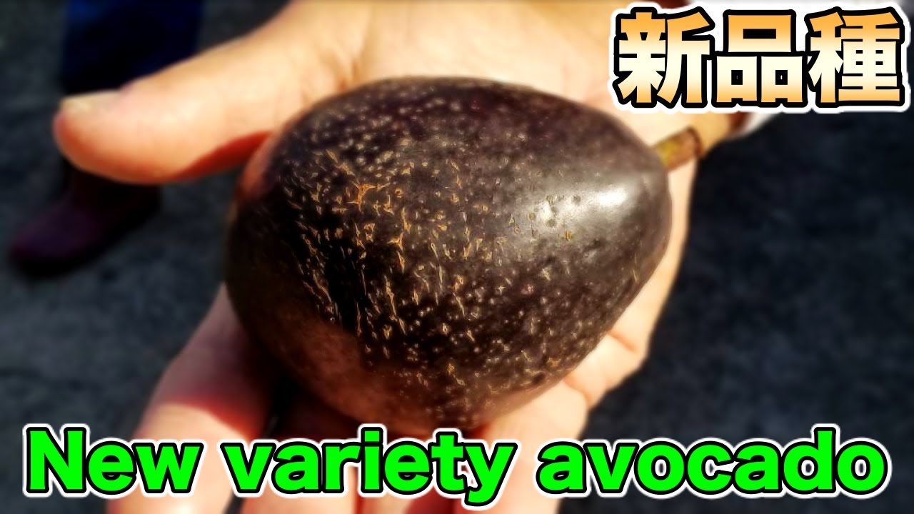 Avocado, a new variety from Ehime prefecture called 