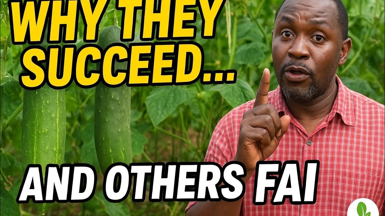 Why Some Farmers Succeed in Cucumber Farming (And Others Fail!) – Secrets You Must Know
