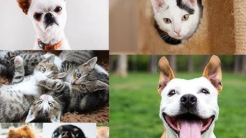 How to create an Image Classifier model in CreateML
