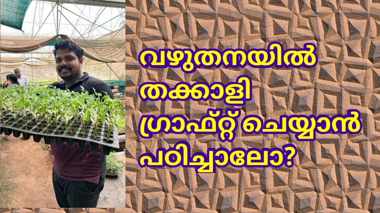 Grafting    (ഗ്രാഫ്റ്റിംഗ്)