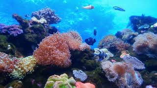 Coral Reefs Fishes Moving Around Under The Deep Sea Video
