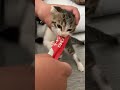 【子猫】はじめての子猫用チュールで大変な事になった。笑(この時の袋の誤飲はありません。この日以来お皿に出してあげてます) #shorts #子猫 #猫  #cat #チュール #ちゅーる