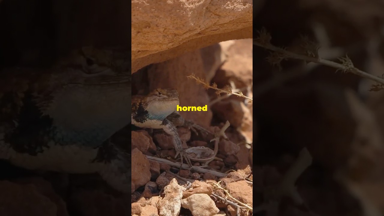 3 Incredible Animal Abilities You Won't Believe!