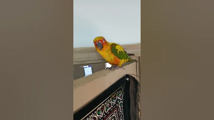 Macaws are known as the giants of the parrot world. #parrotlover #faisalshorts