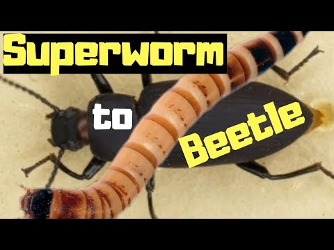 Superworms To Beetles.... How To Turn A Superworm Into A Superworm Beetle
