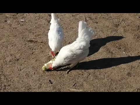 Видео: Най-често срещаните птици в Русия
