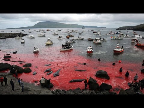 Почему каждый год, воды, омывающие Фарерские острова, становятся красного цвета - виноваты люди