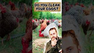 Safe Eggs: Washing and Refrigeration Rules