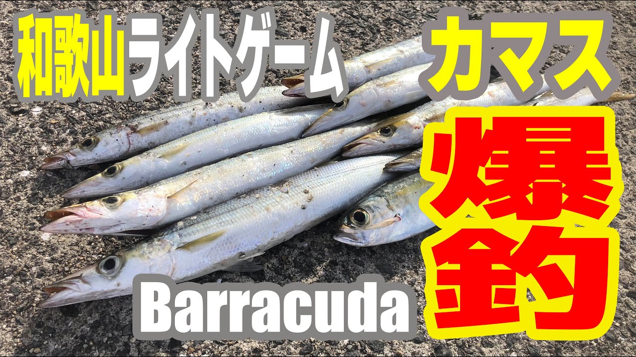 カマスが爆釣するこの日のパターン【和歌山ライトゲーム】