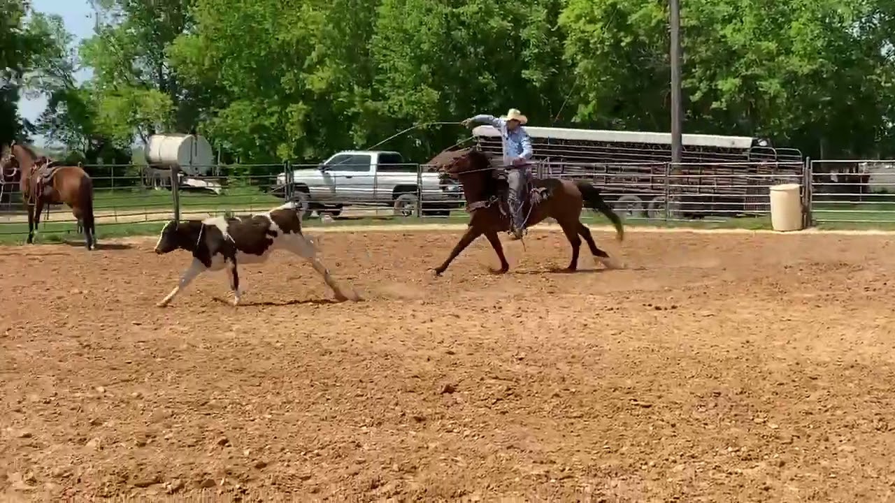 15 year old AQHA gelding Gunner Horse foe sale YouTube