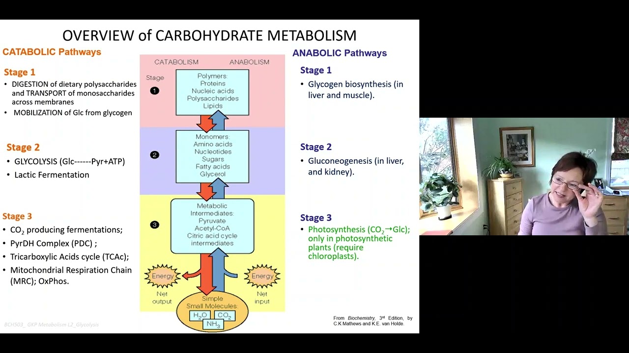 Metabolism Lecture 2 Glycolysis - YouTube
