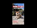 柴犬さんからご報告があります。