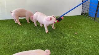 1-4 Landrace Gilt