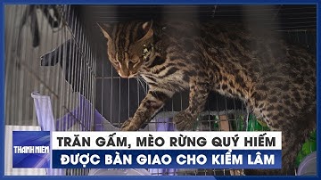 Cận cảnh trăn gấm, mèo rừng quý hiếm được người dân bàn giao cho kiểm lâm