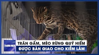 Cận cảnh trăn gấm, mèo rừng quý hiếm được người dân bàn giao cho kiểm lâm