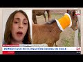 "Debería tener una vida completamente normal": académica y primer caso de clonación equina en Chile