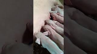 Farrowing Sow and  Suckling Piglets  🐖#shorts #piglets #pigcare #swine #farrowing #facts #usa #sow