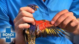 Is Injured Parrot Grounded Forever? | Bondi Vet