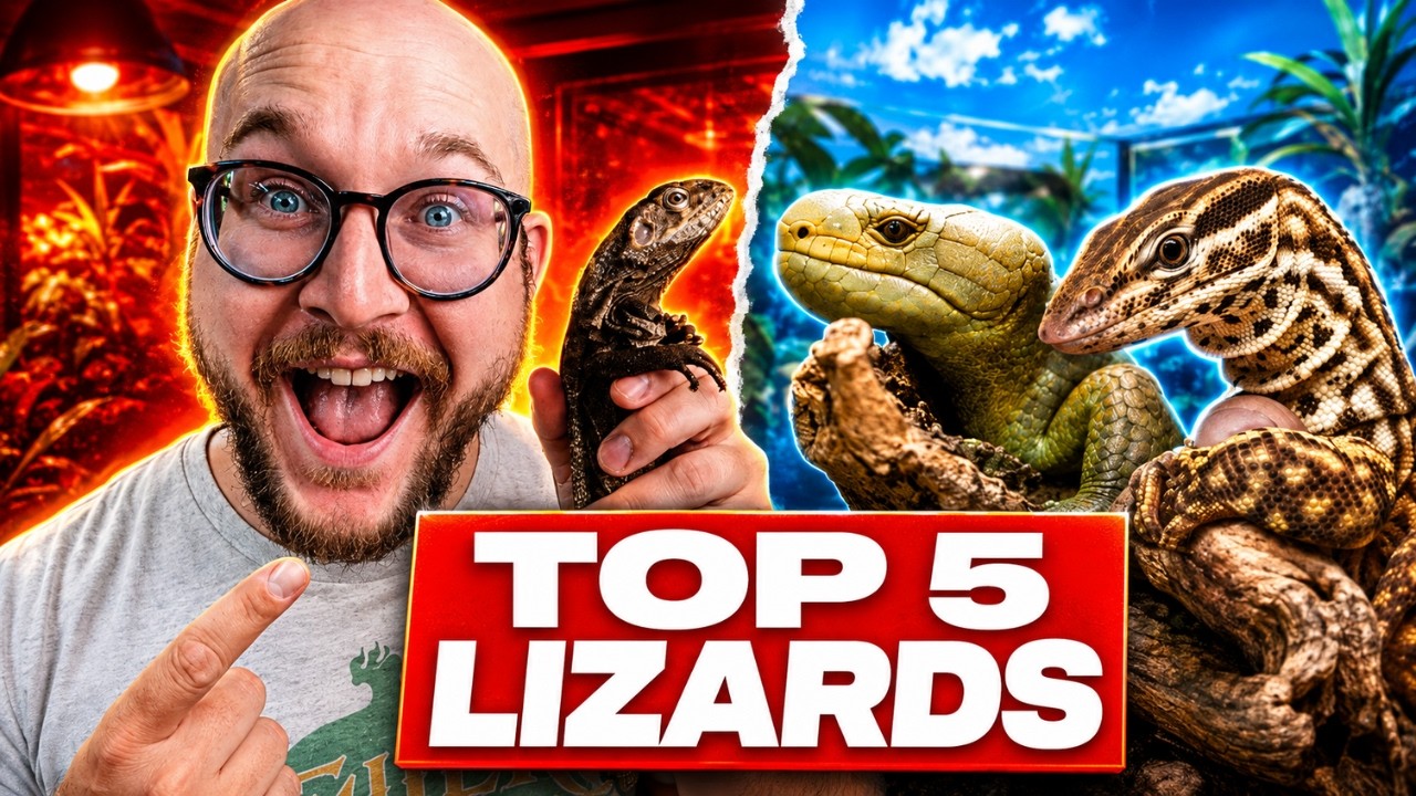The Top 5 Medium Sized Lizards