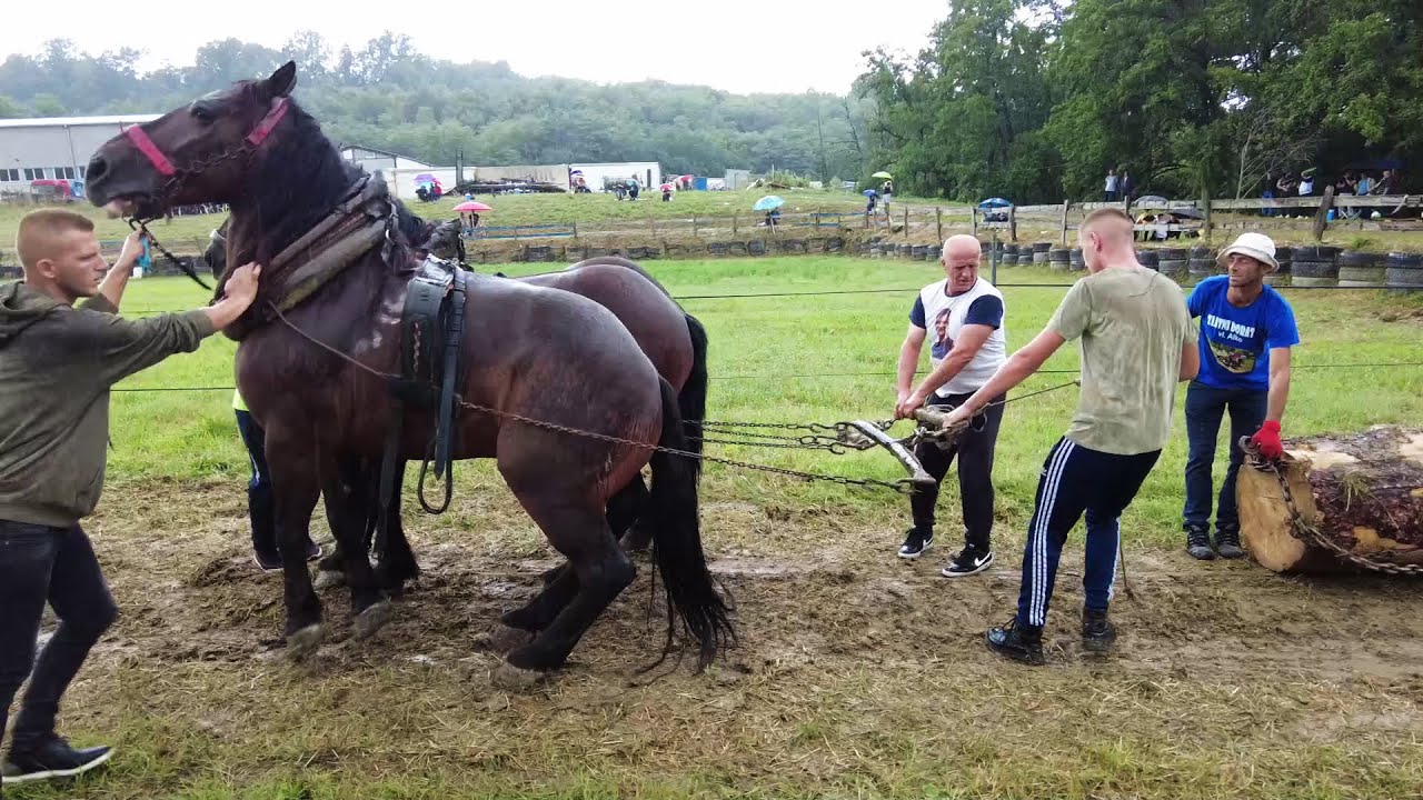 Uprkos kiši, održana KORIDA KOD BAHKE u Špionici!