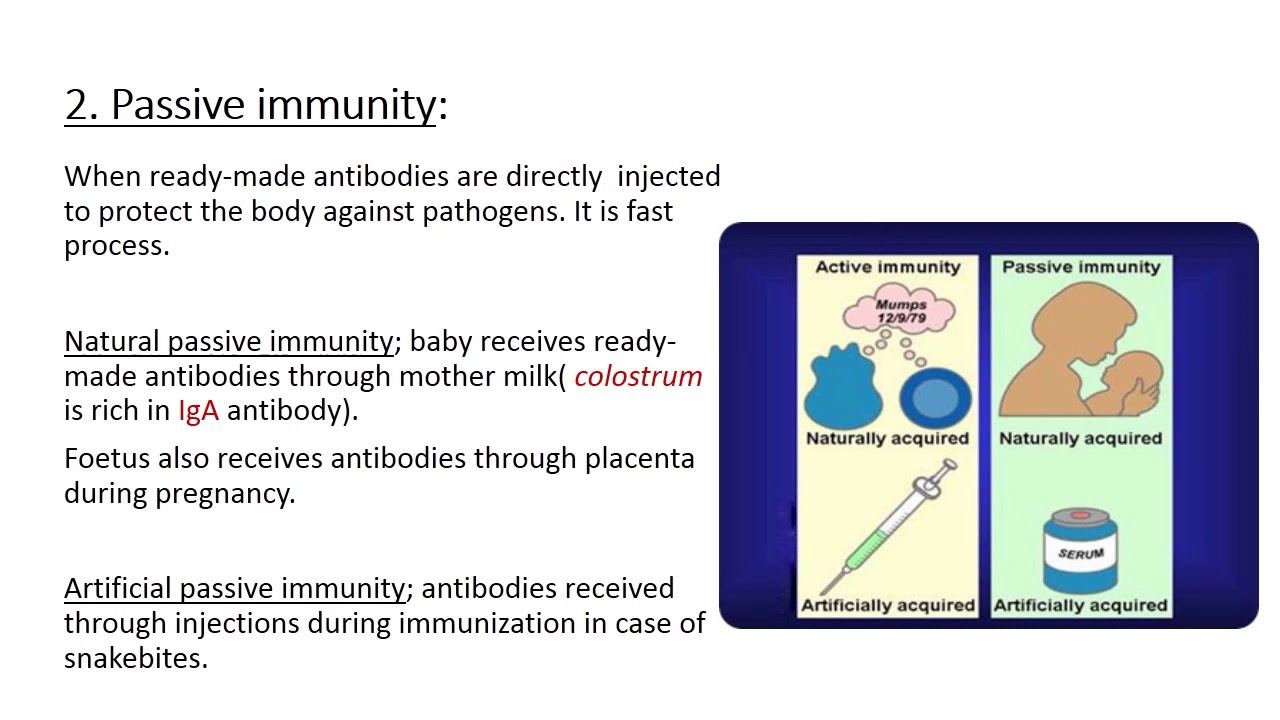 active and passive immunity - YouTube