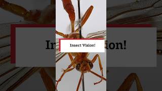 Insect Vision!