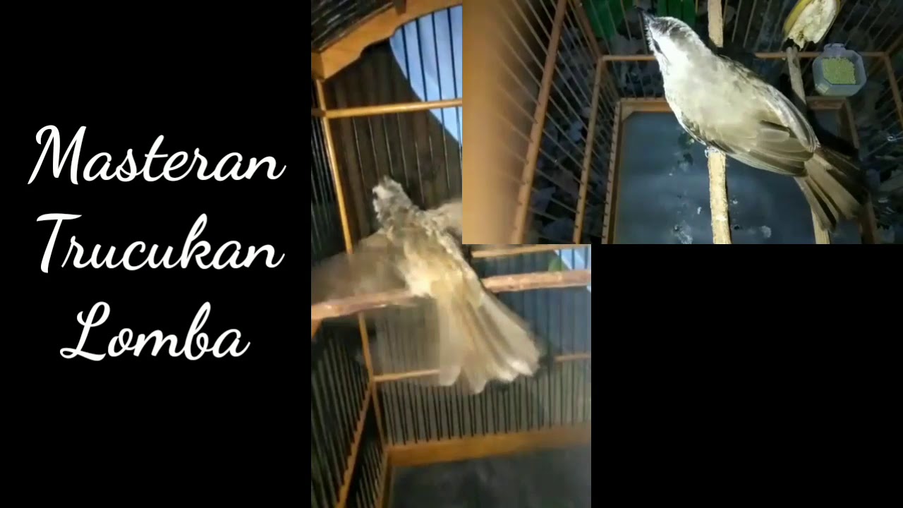 Trucuk Fighter Mencari Musuh Suara Bervariasi By Babug Bang Bugel