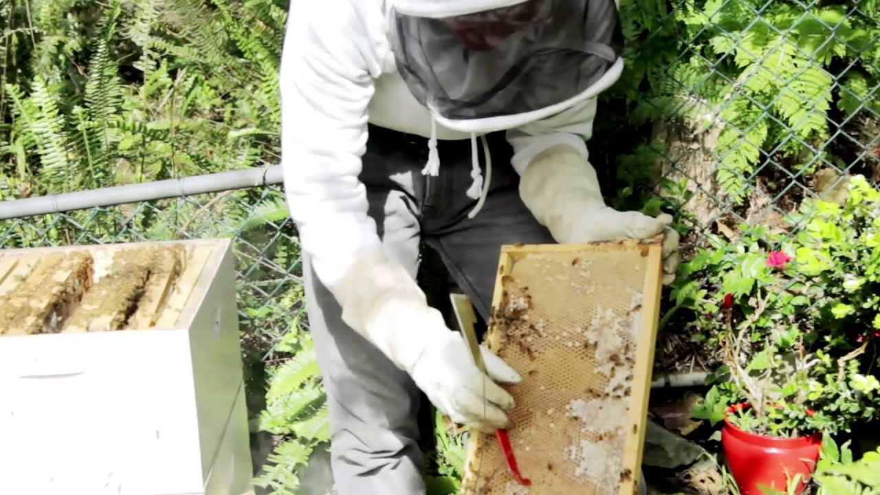 Royal Jelly Where Does This Powerful Superfood Come From YouTube royal-jelly-where-does-this-powerful-superfood-come-from-youtube