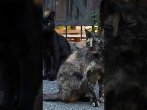Norwegian Forest Cat: