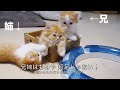 【猫アニソン】ONE PIECE ウィーアー!【マンチカンズ】