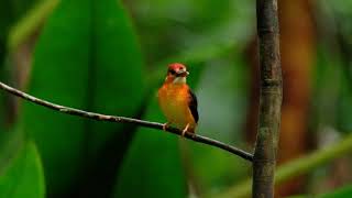 Rufous-backed Kingfisher (Juv) with called