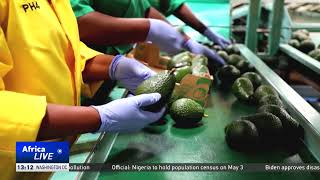 Kenyan avocado farmers earn more from exports to China