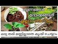 ഒരു തരി മണ്ണ് ഇല്ലാതെ പച്ചക്കറി കൃഷി ചെയ്യാം|vegetable cultivation without using soil| ഗുണം ദോഷം|