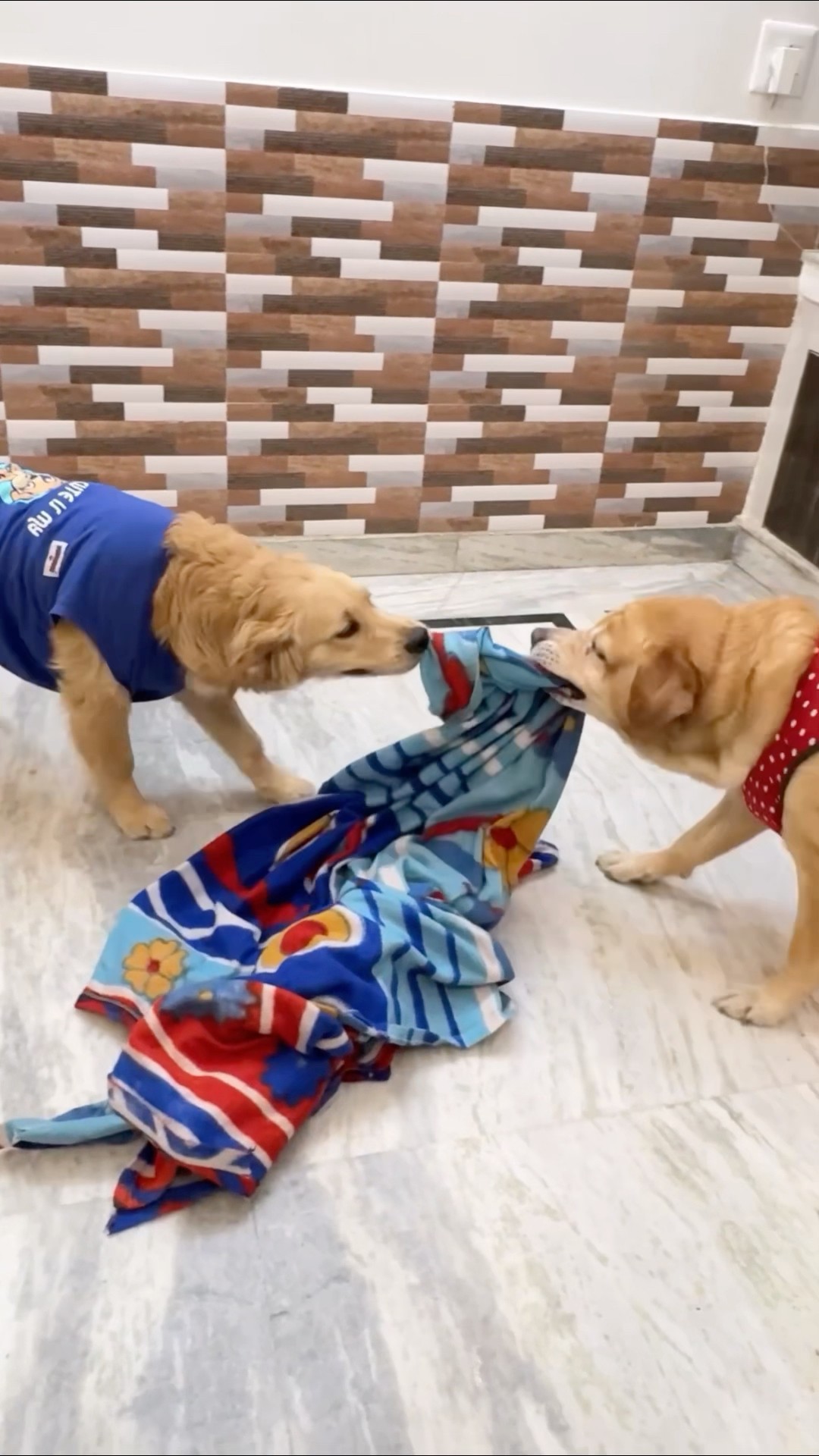 Leo or reo ka blanket? #shorts | Anant Rastogi