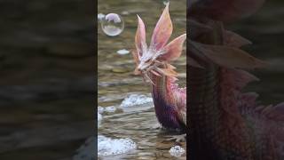 The elegant but fierce Mizutsune. #MonsterHunter #Mizutsune #lore  #Gaming #Viral