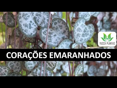 Vídeo: Plantas para dar no dia dos namorados - Cultivando uma planta de casa em forma de coração