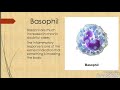 Ipsm paramedical introduction blood cells