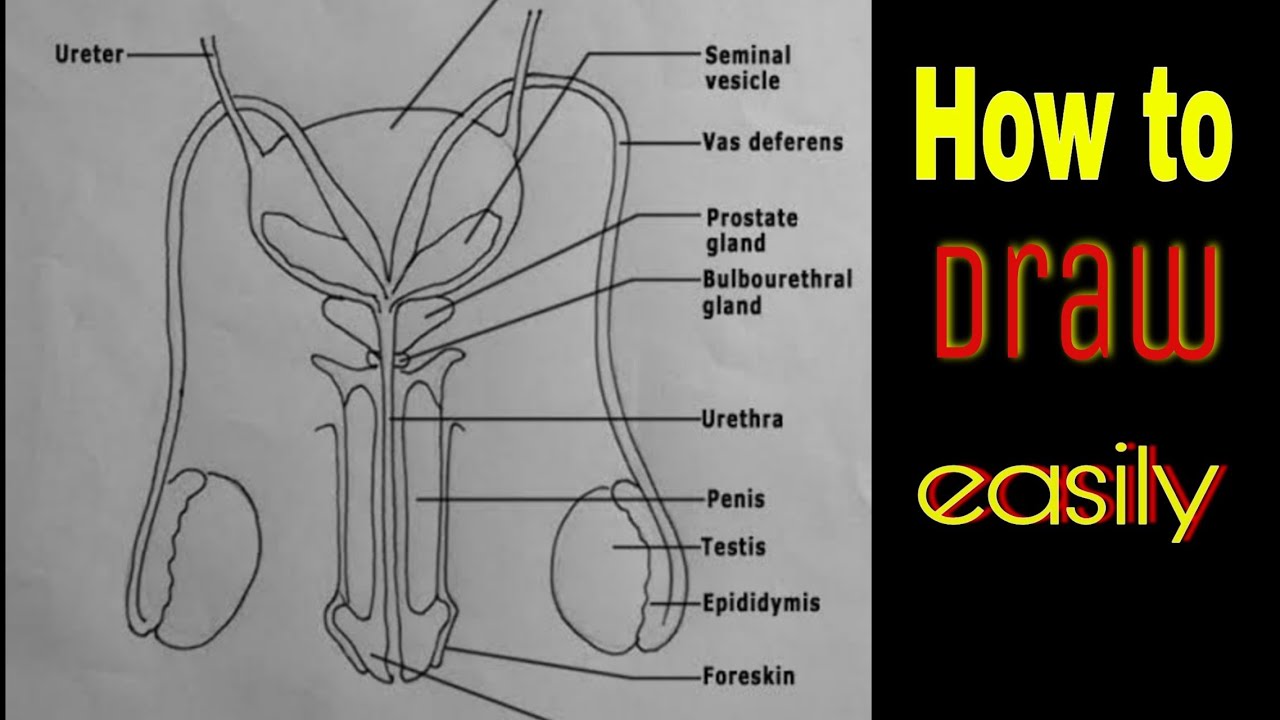How to draw Male reproductive system easily | CBSE diagram - YouTube
