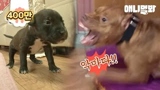 Mother Dog Attacks Her Puppies As Soon As They