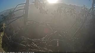 J E20171107 090934Ravensflyaround