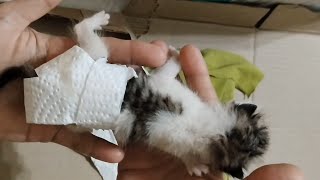 C31  Newborn Kitten's Condition Stable After Urination and Defecation  #rescue #newborn #kitten