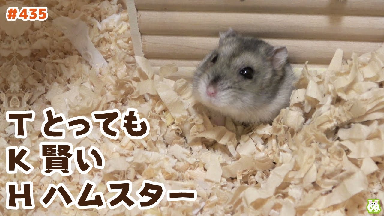 I pooped! High-spec hamsters report that they