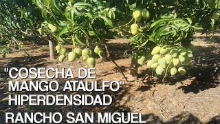 COSECHA DE MANGO ATAULFO  RANCHO SAN MIGUEL.  ING JUAN CARLOS HEREDIA AGATON.