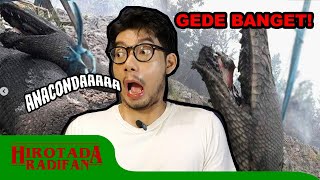 ANACONDA INDONESIA di Hutan Kalimantan | Hirotada Radifan