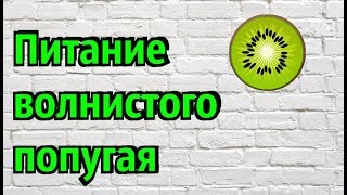 ЧЕМ КОРМИТЬ ВОЛНИСТОГО ПОПУГАЯ? ПИТАНИЕ ВОЛНИСТОГО ПОПУГАЯ