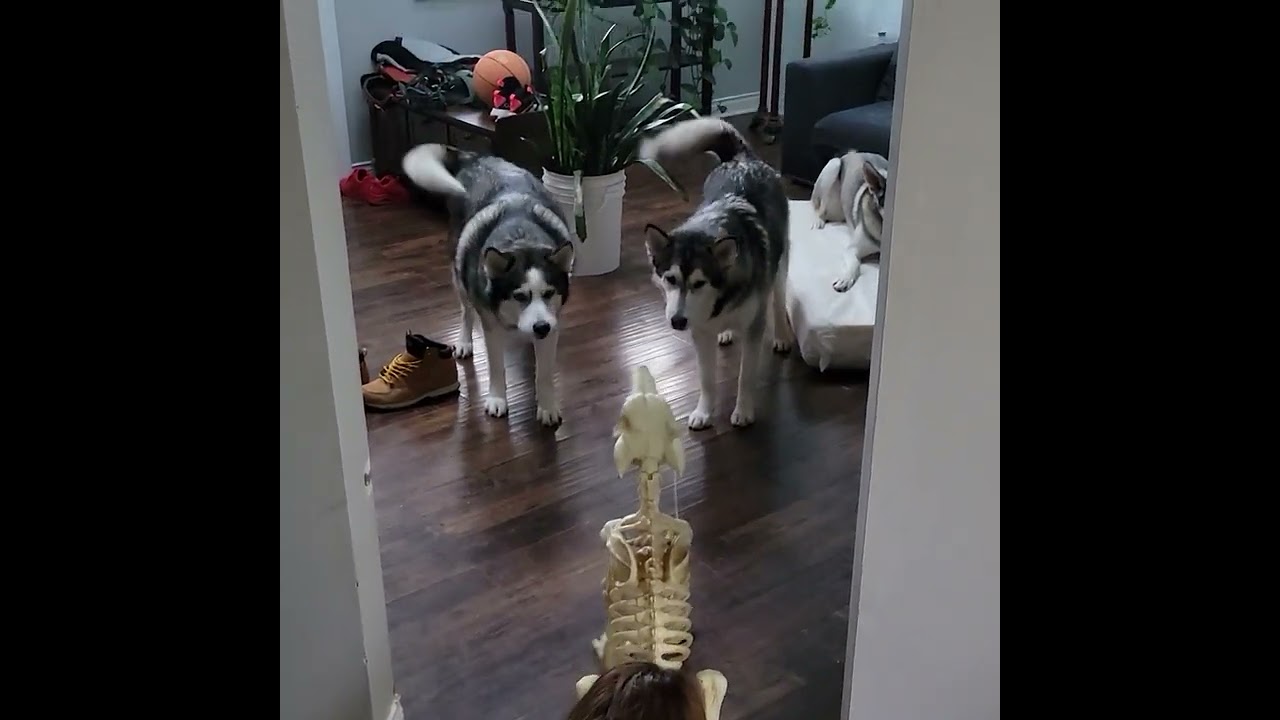 dont F AROUND HUSKY lol😂 